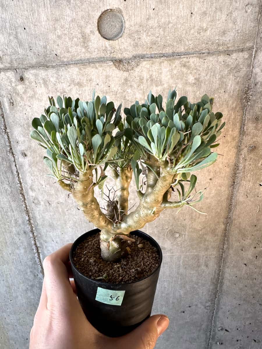 【現品限り】オトンナ・ユーフォルビオイデス【E56】 Othonna euphorbioides