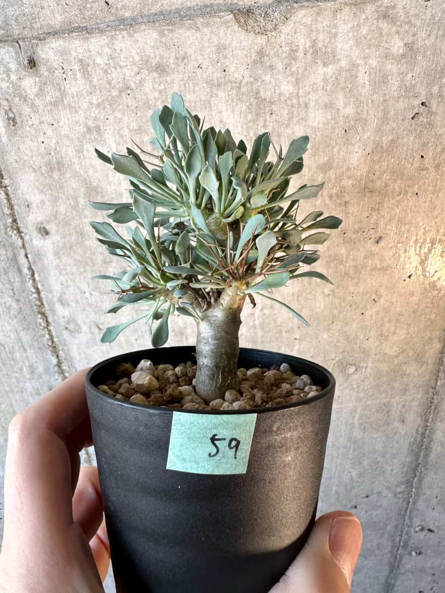【現品限り】オトンナ・ユーフォルビオイデス【E59】 Othonna euphorbioides
