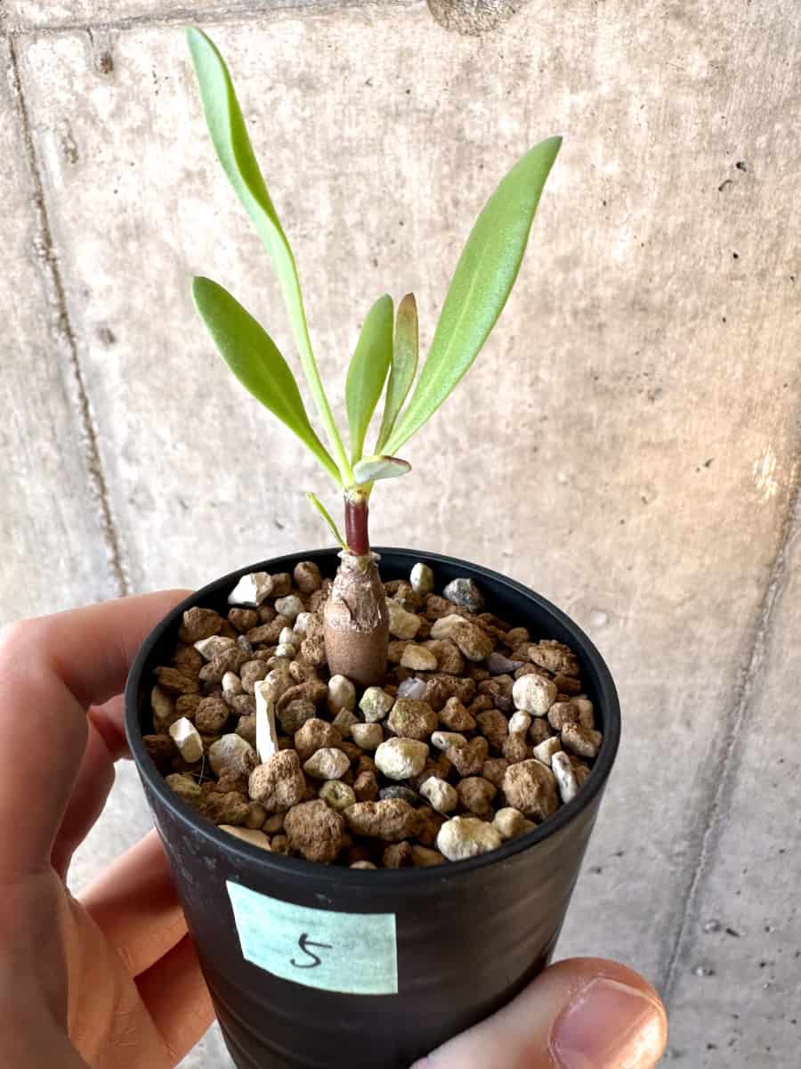 【現品限り】オトンナ・マクロスペルマ【E5】 Othonna macrosperma