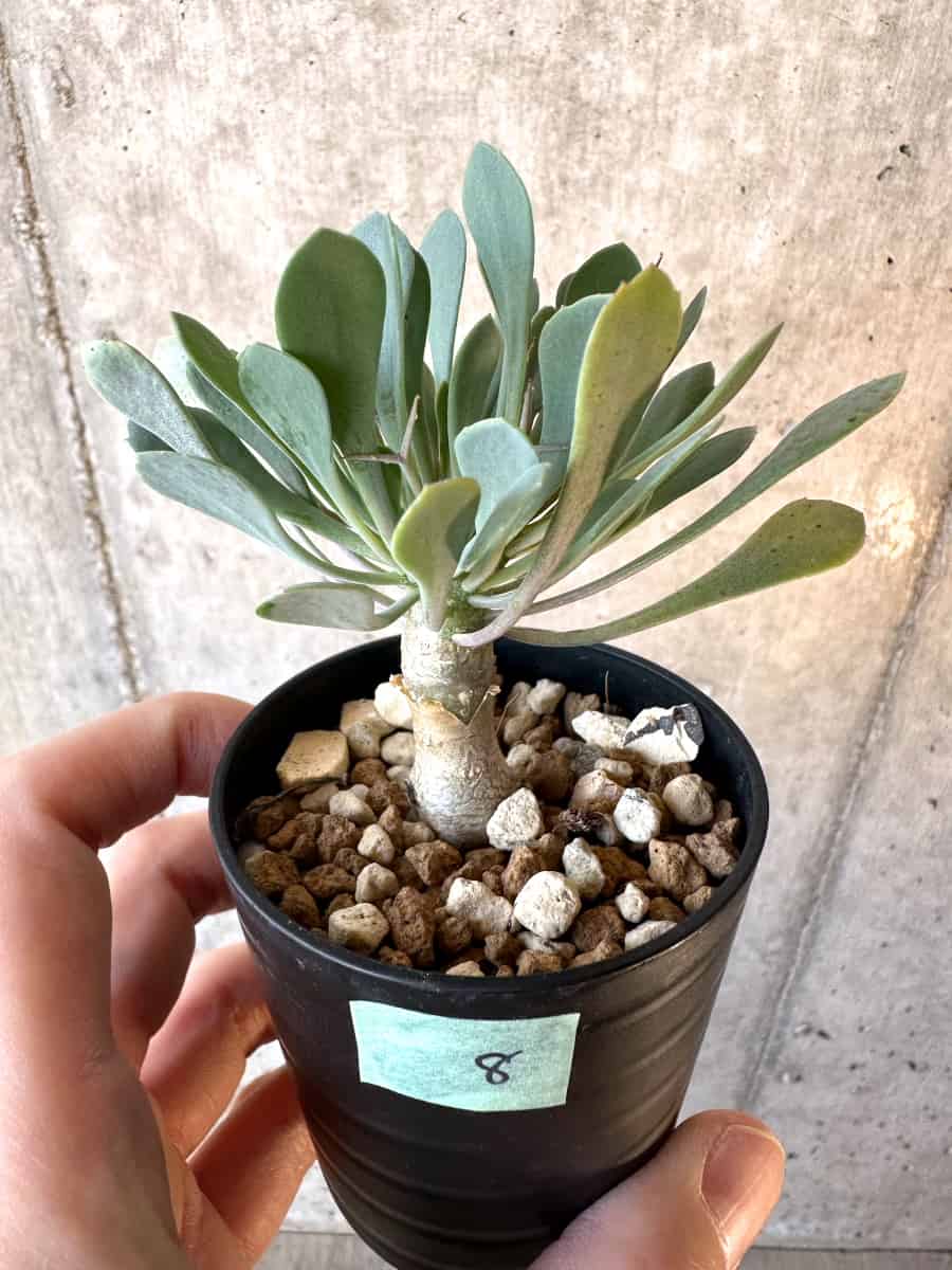 【現品限り】オトンナ・ユーフォルビオイデス【E8】 Othonna euphorbioides