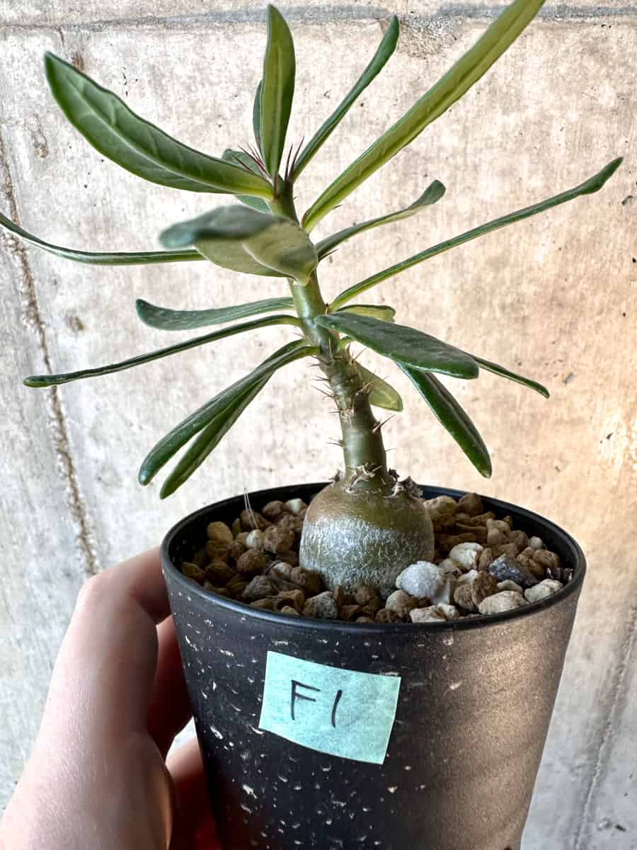 現品限り】パキポディウム・サキュレンタム【F1】 Pachypodium