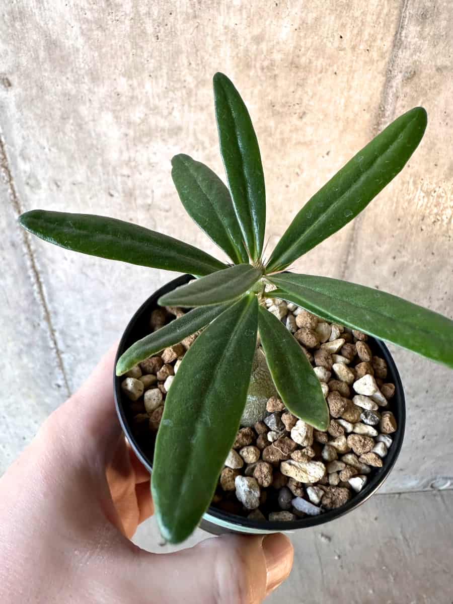 【現品限り】パキポディウム・サキュレンタム【F10】 Pachypodium succulentum