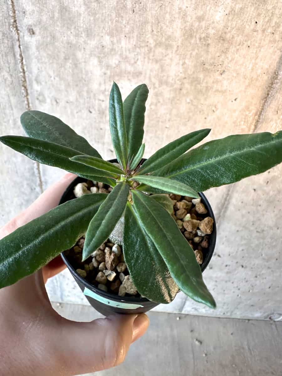 【現品限り】パキポディウム・サキュレンタム【F11】 Pachypodium succulentum