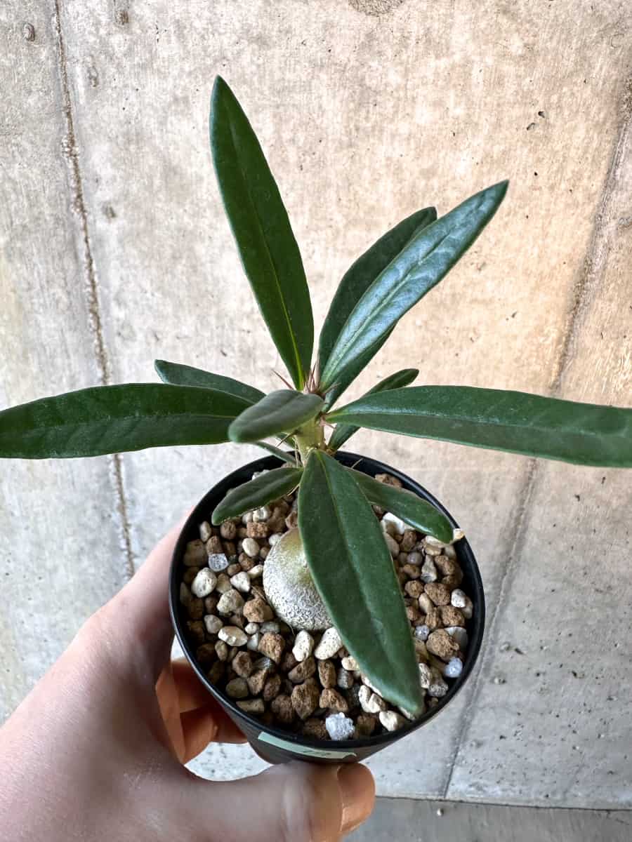 【現品限り】パキポディウム・サキュレンタム【F17】 Pachypodium succulentum