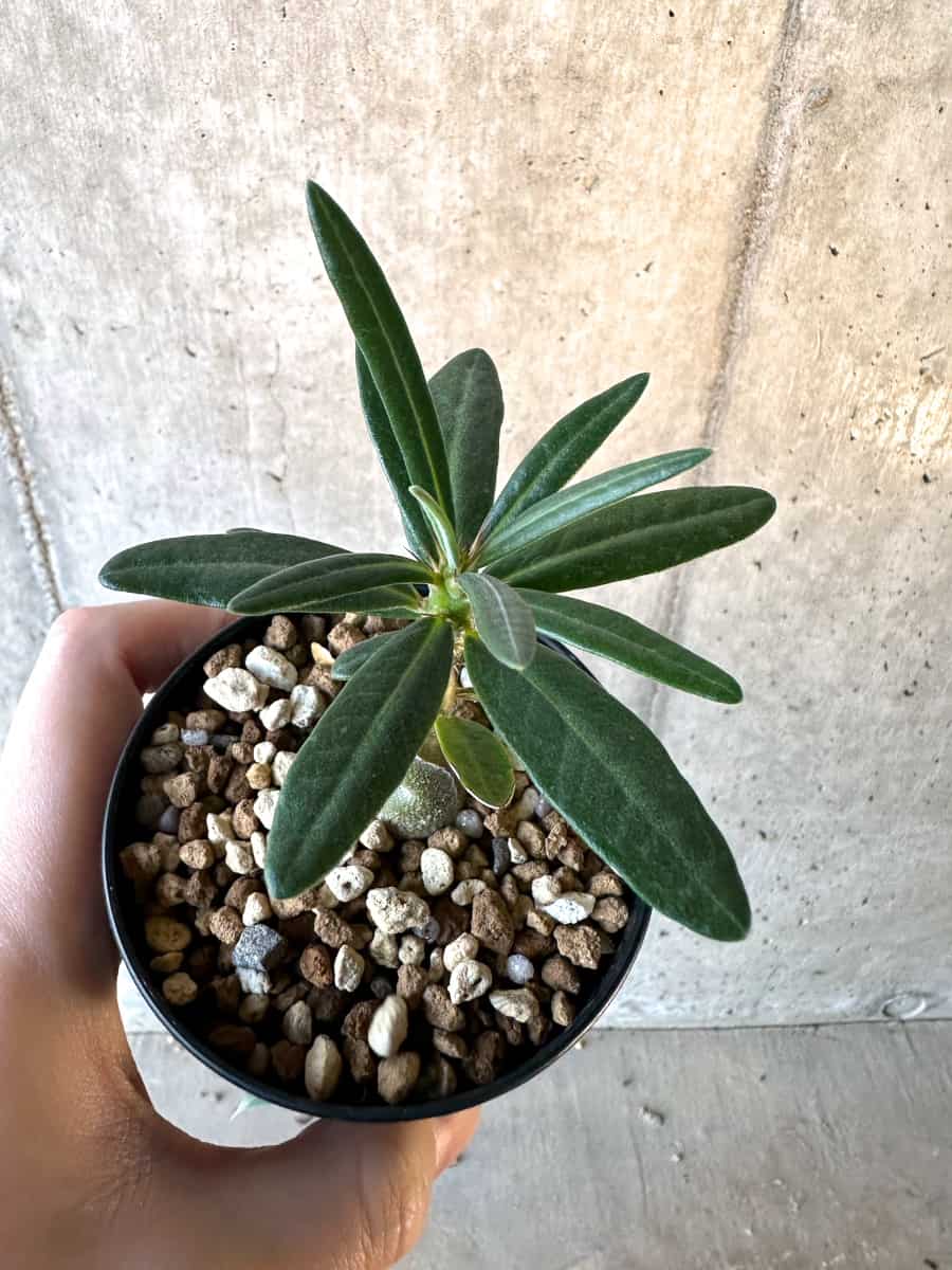 【現品限り】パキポディウム・サキュレンタム【F18】 Pachypodium succulentum