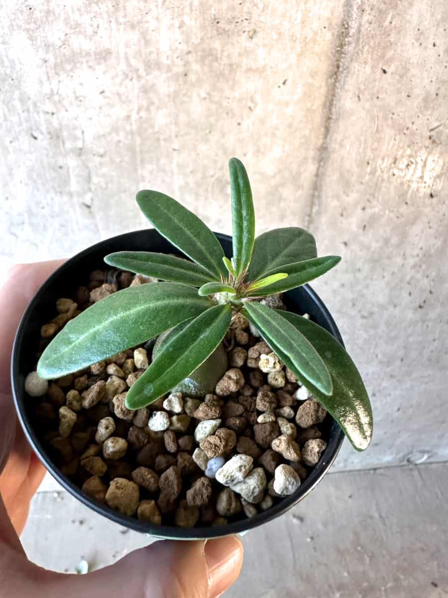 【現品限り】パキポディウム・サキュレンタム【F19】 Pachypodium succulentum