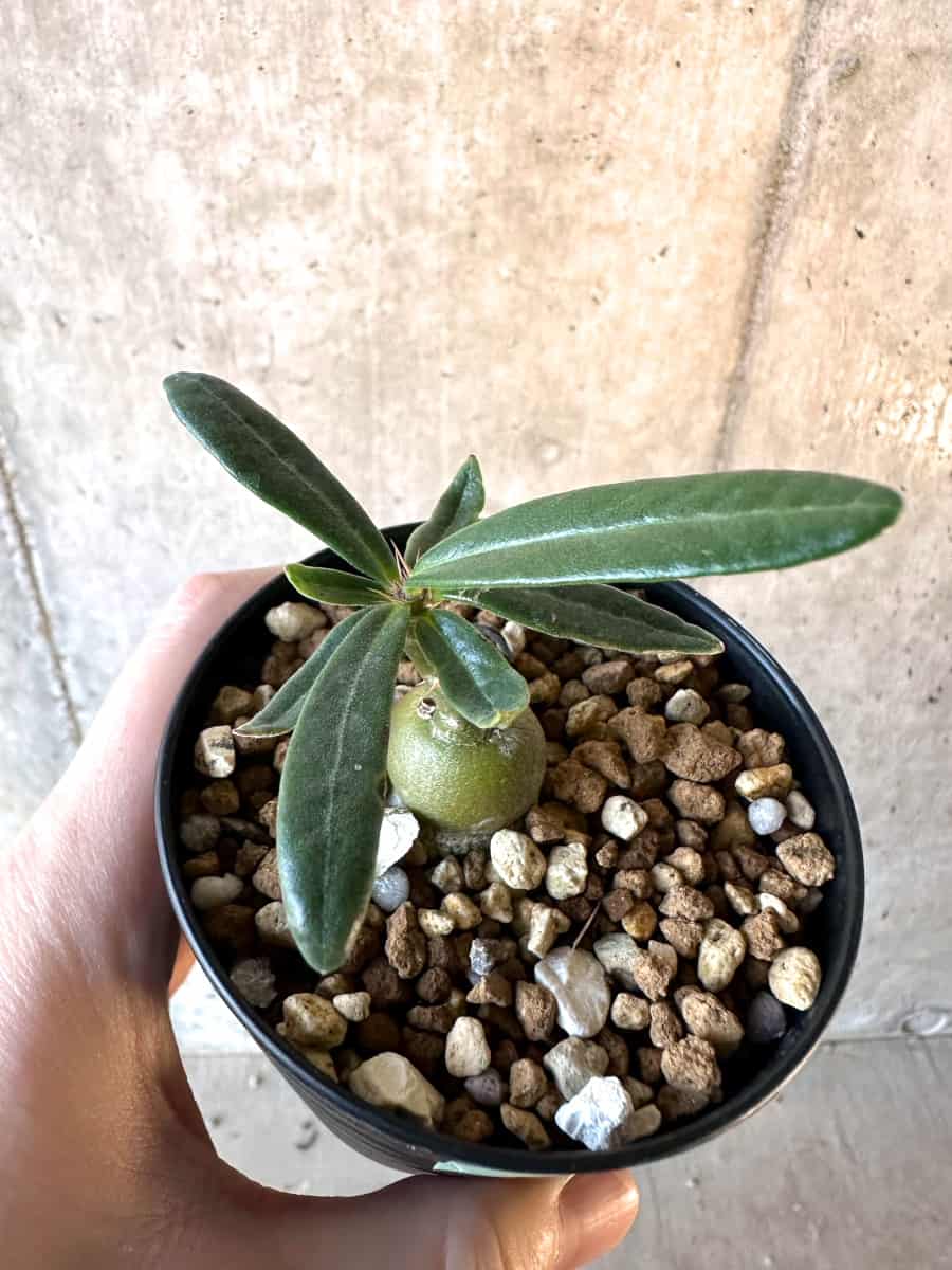 【現品限り】パキポディウム・サキュレンタム【F20】 Pachypodium succulentum