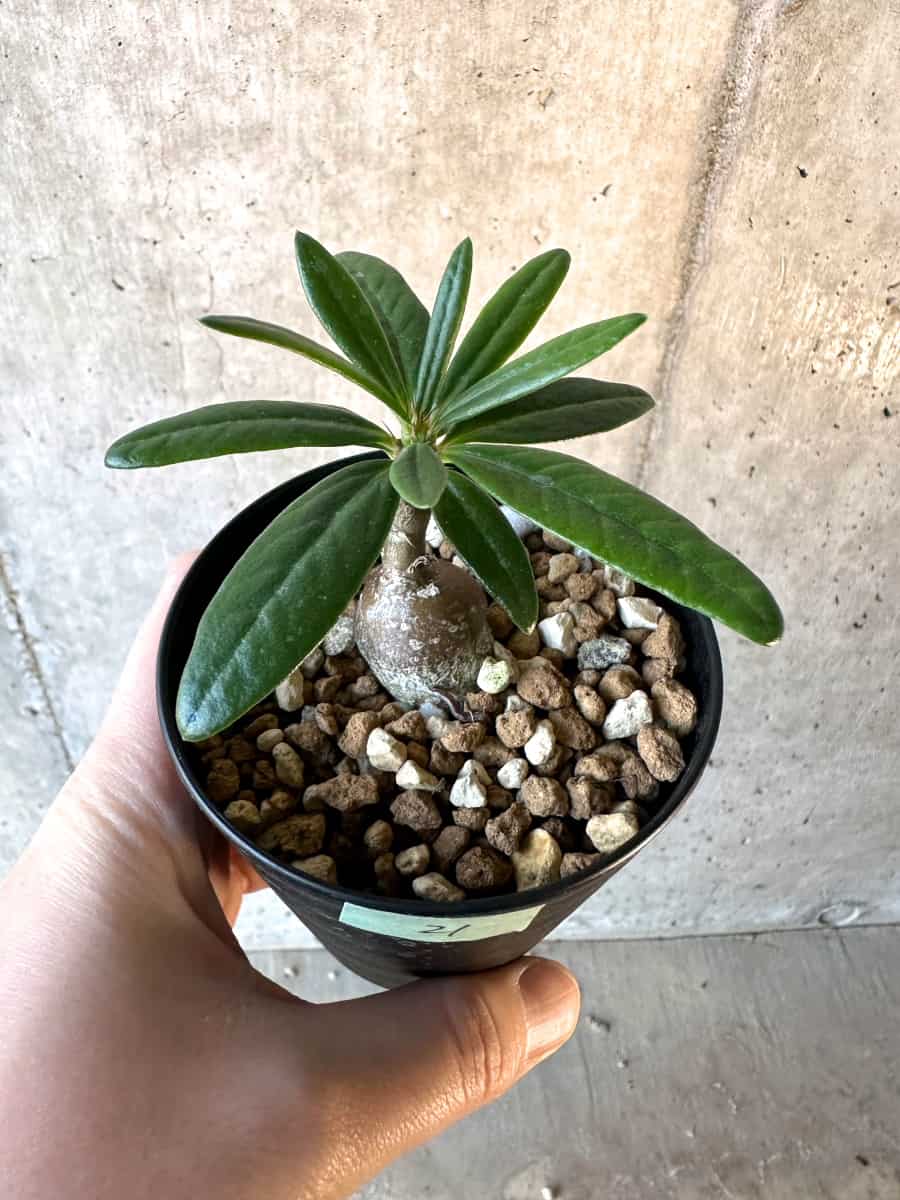 【現品限り】パキポディウム・サキュレンタム【F21】 Pachypodium succulentum