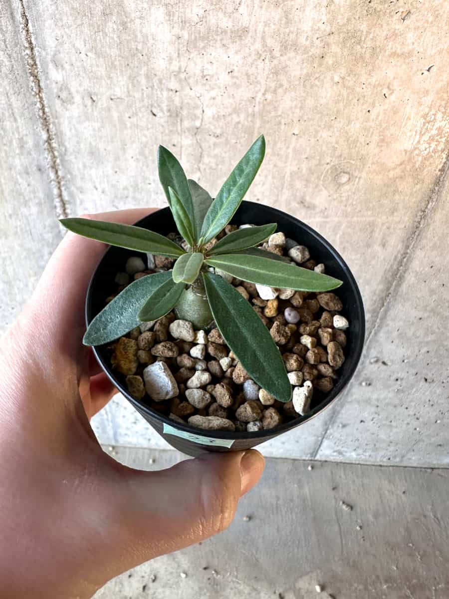 【現品限り】パキポディウム・サキュレンタム【F23】 Pachypodium succulentum