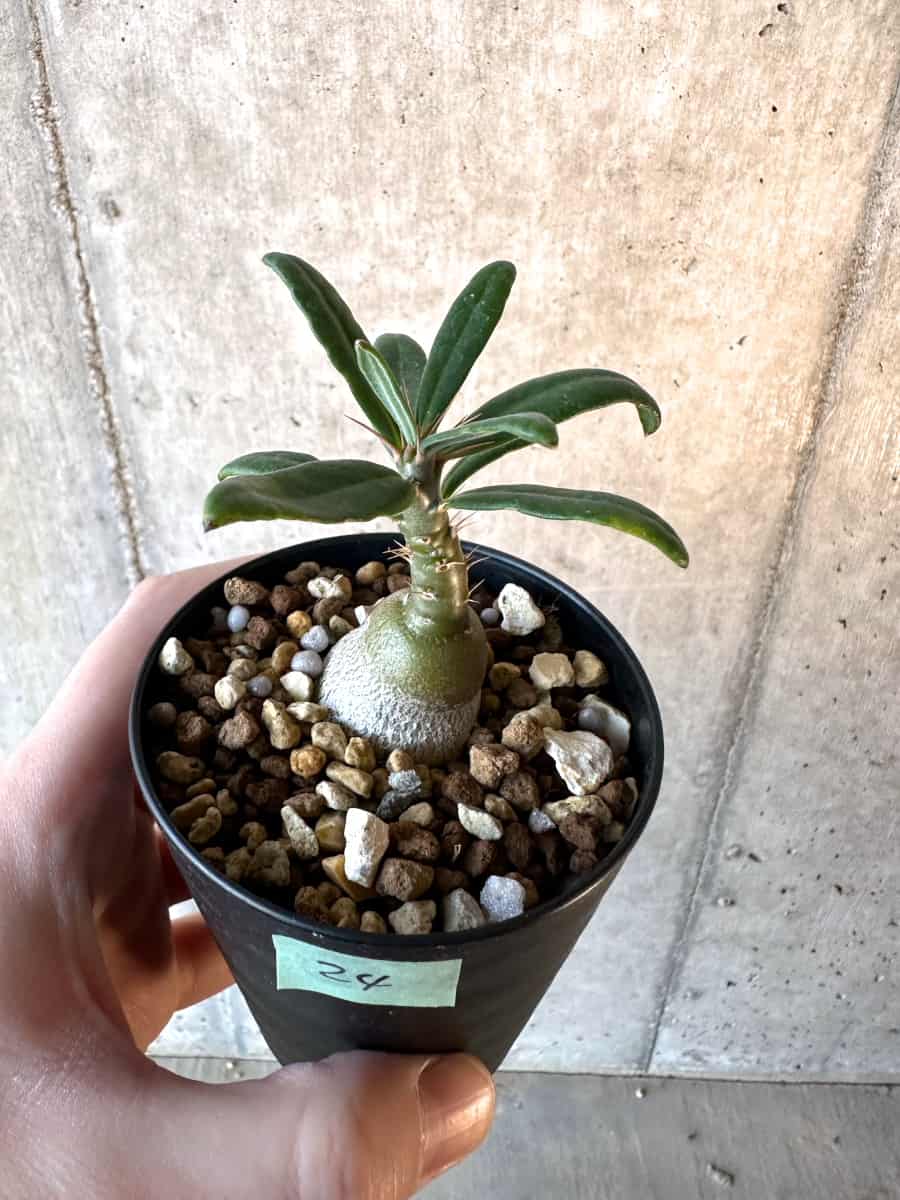 【現品限り】パキポディウム・サキュレンタム【F24】 Pachypodium succulentum