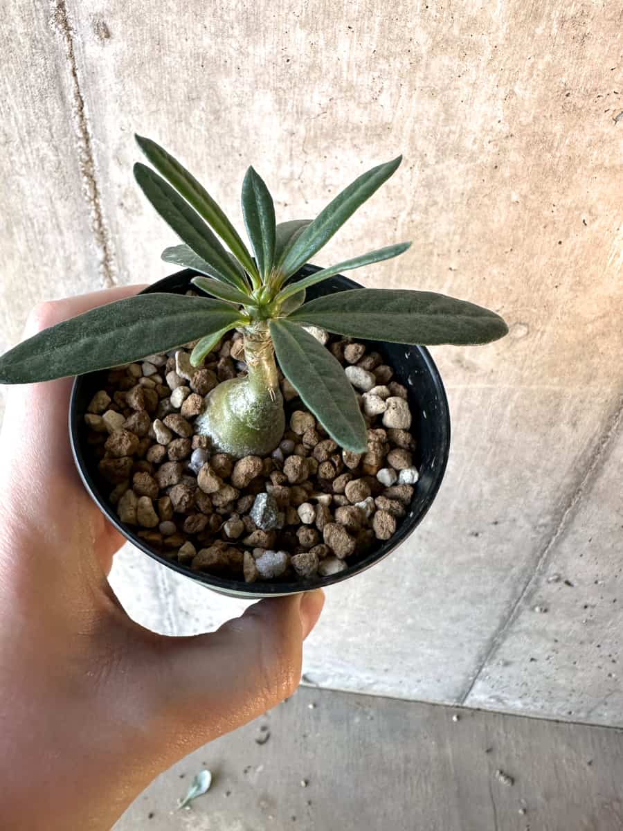 【現品限り】パキポディウム・サキュレンタム【F2】 Pachypodium succulentum