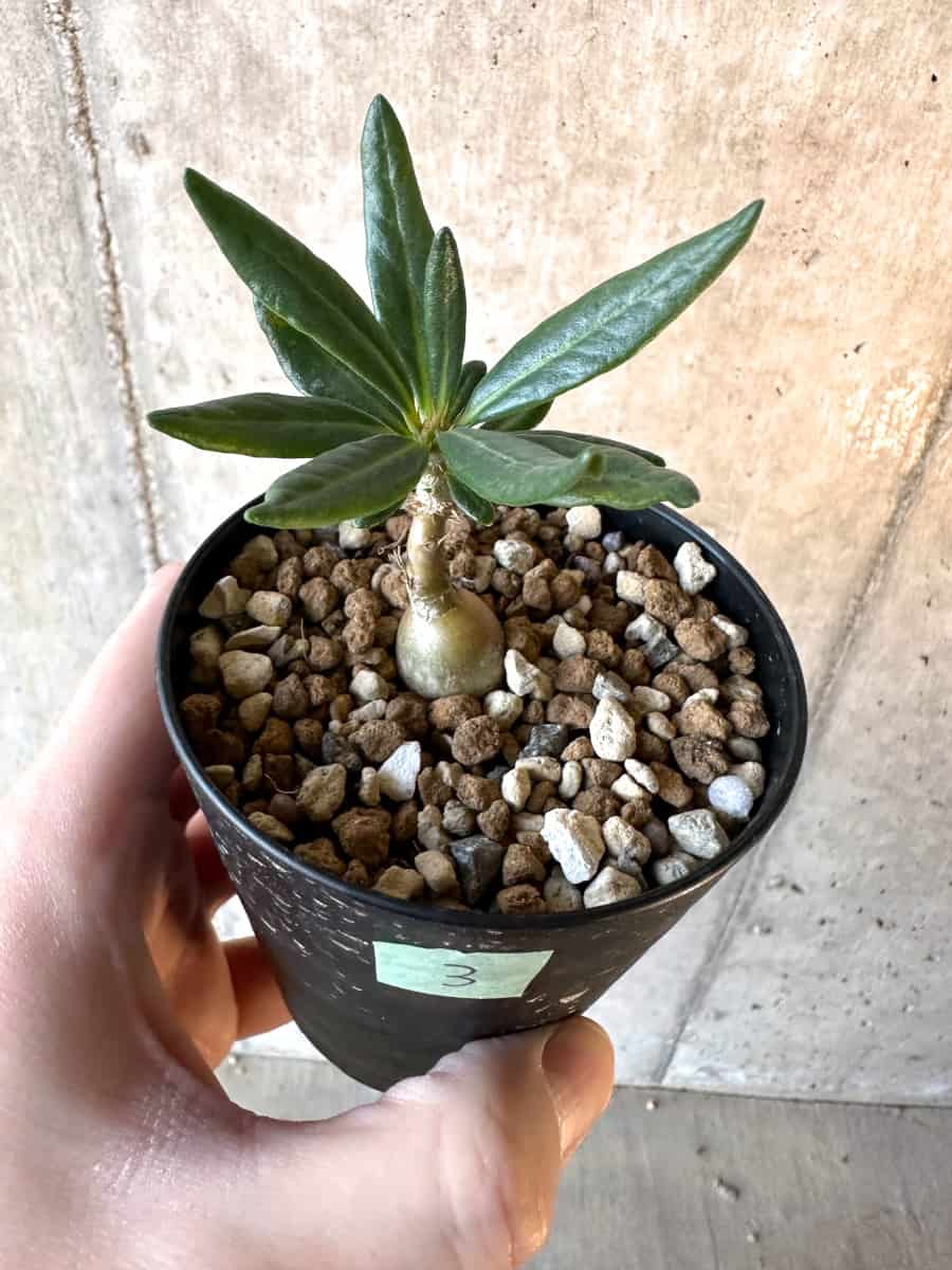 【現品限り】パキポディウム・サキュレンタム【F3】 Pachypodium succulentum