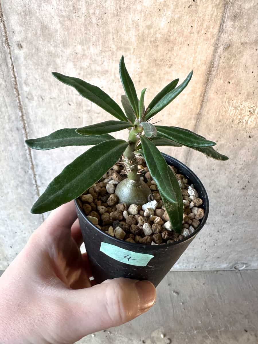 【現品限り】パキポディウム・サキュレンタム【F4】 Pachypodium succulentum