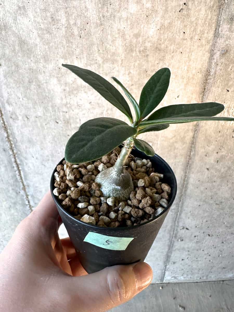 【現品限り】パキポディウム・サキュレンタム【F5】 Pachypodium succulentum