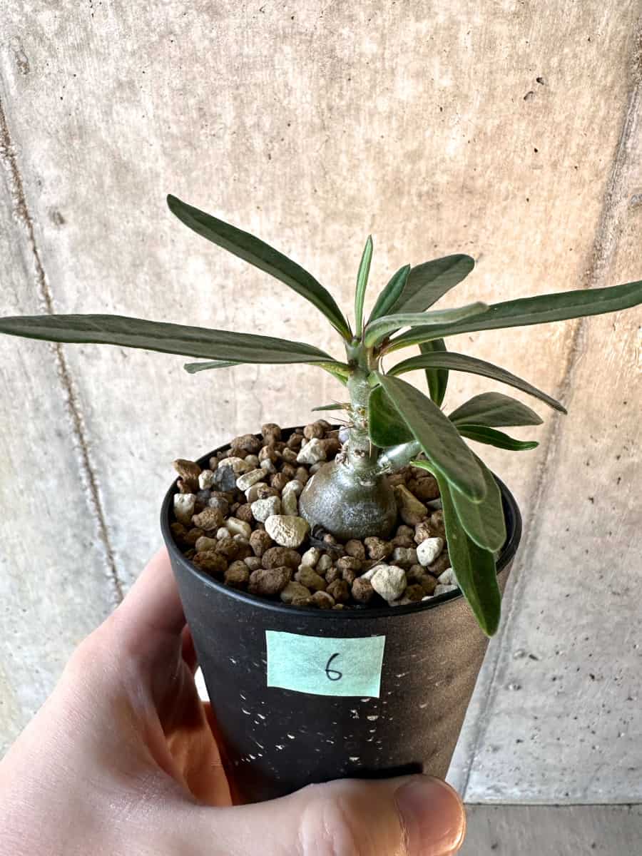 【現品限り】パキポディウム・サキュレンタム【F6】 Pachypodium succulentum