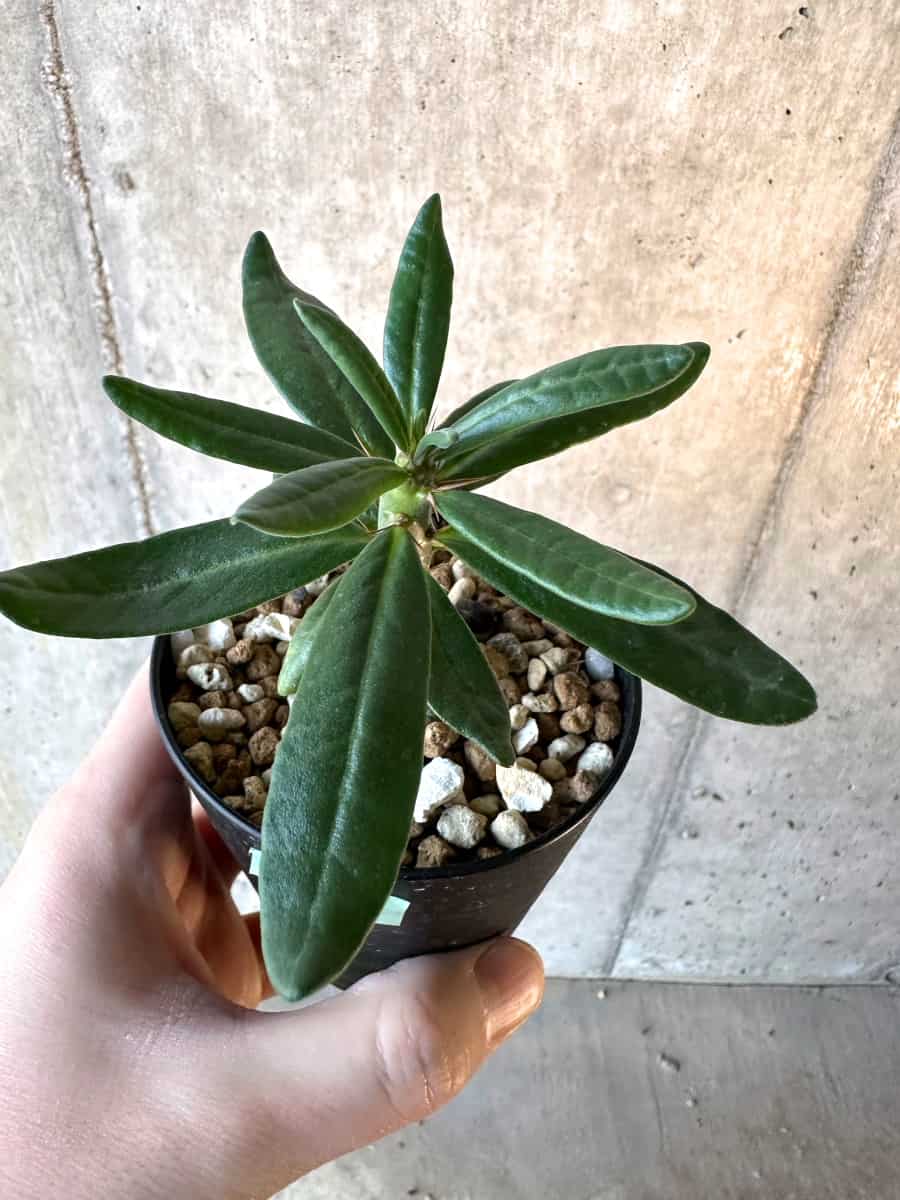 【現品限り】パキポディウム・サキュレンタム【F7】 Pachypodium succulentum