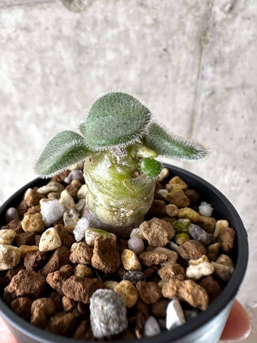 【現品限り】チレコドン・ノルティ【G13】 Tylecodon nolteei