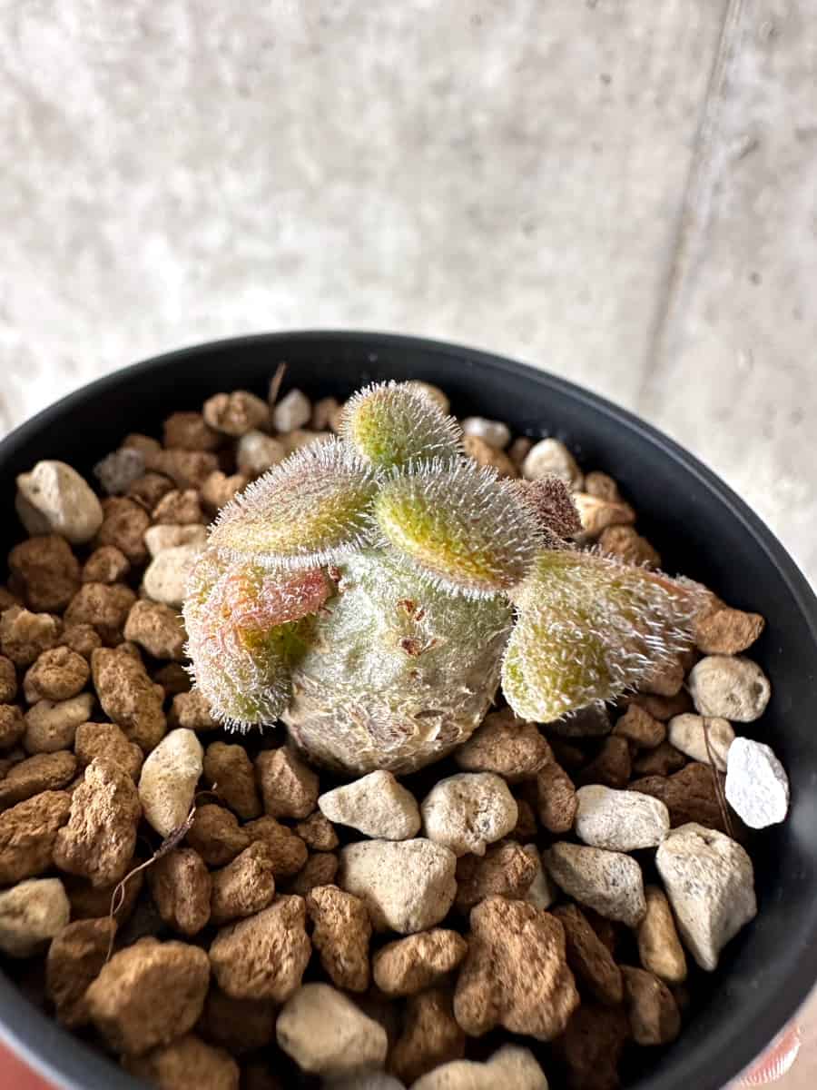 【現品限り】チレコドン・ノルティ【G15】 Tylecodon nolteei