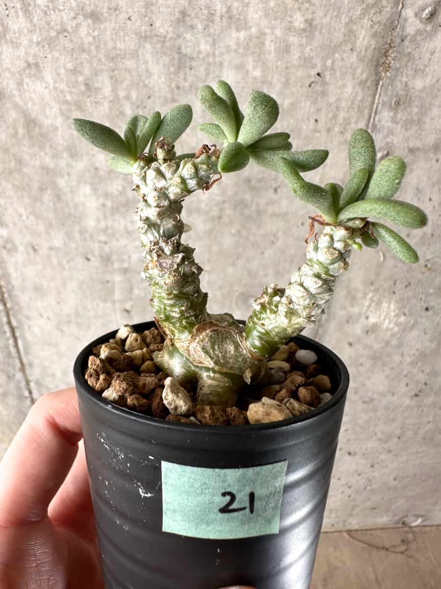 現品限り】チレコドン・スルフレウス【G21】 Tylecodon sulphureus v