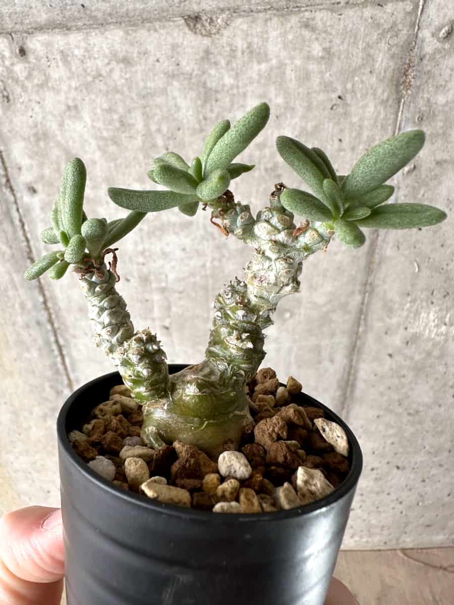 【現品限り】チレコドン・スルフレウス【G21】 Tylecodon sulphureus v sulphureus