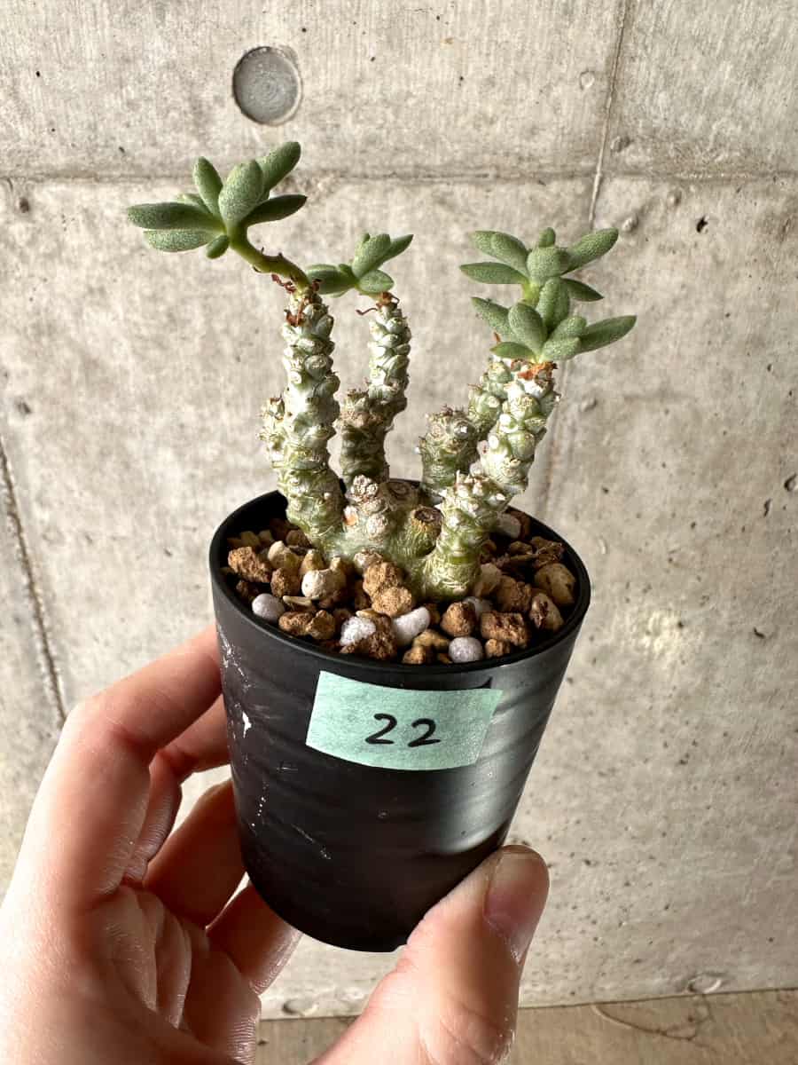 現品限り】チレコドン・スルフレウス【G22】 Tylecodon sulphureus v