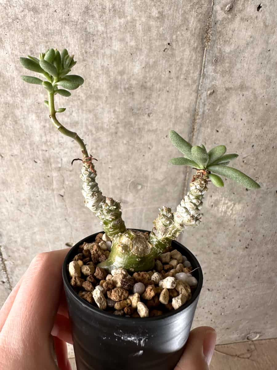 【現品限り】チレコドン・スルフレウス【G23】 Tylecodon sulphureus v sulphureus