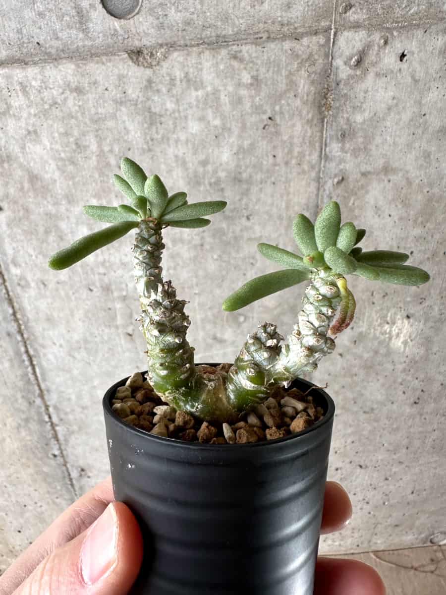 【現品限り】チレコドン・スルフレウス【G24】 Tylecodon sulphureus v sulphureus