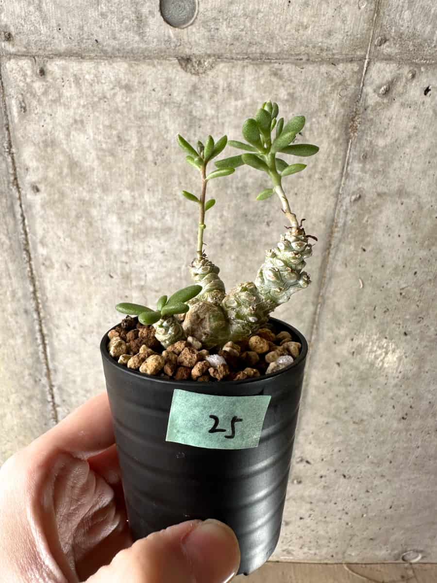 現品限り】チレコドン・スルフレウス【G25】 Tylecodon sulphureus v