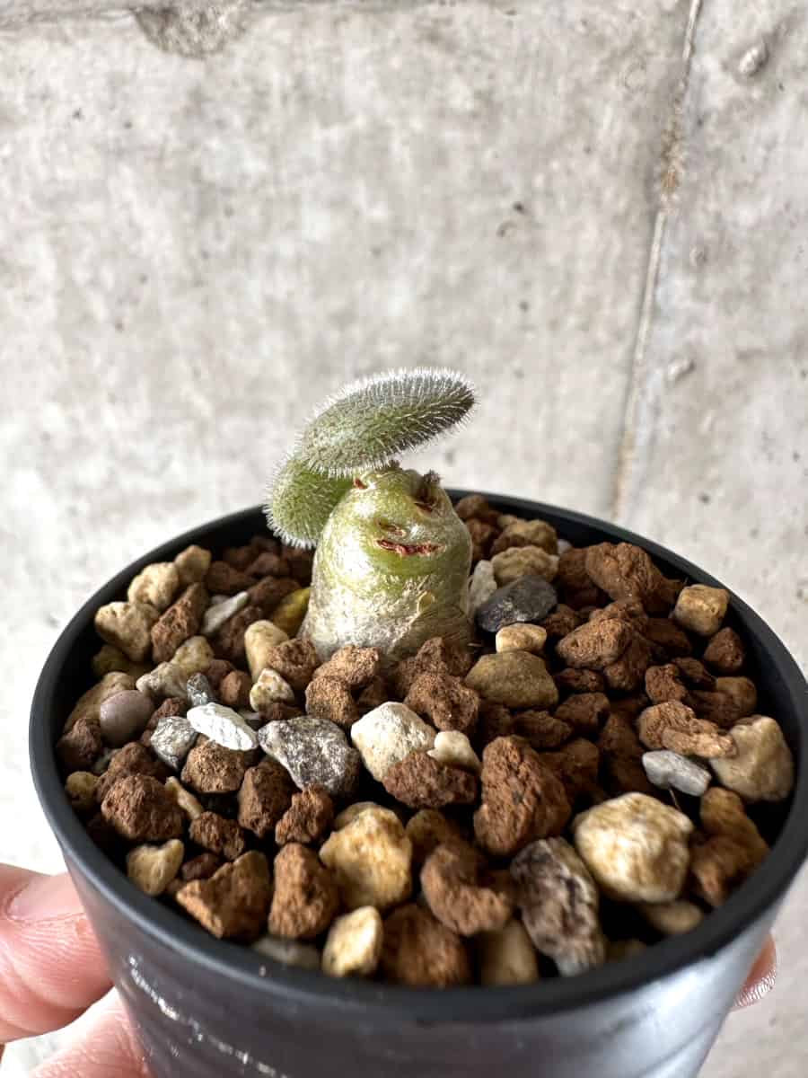 【現品限り】チレコドン・ノルティ【G3】 Tylecodon nolteei