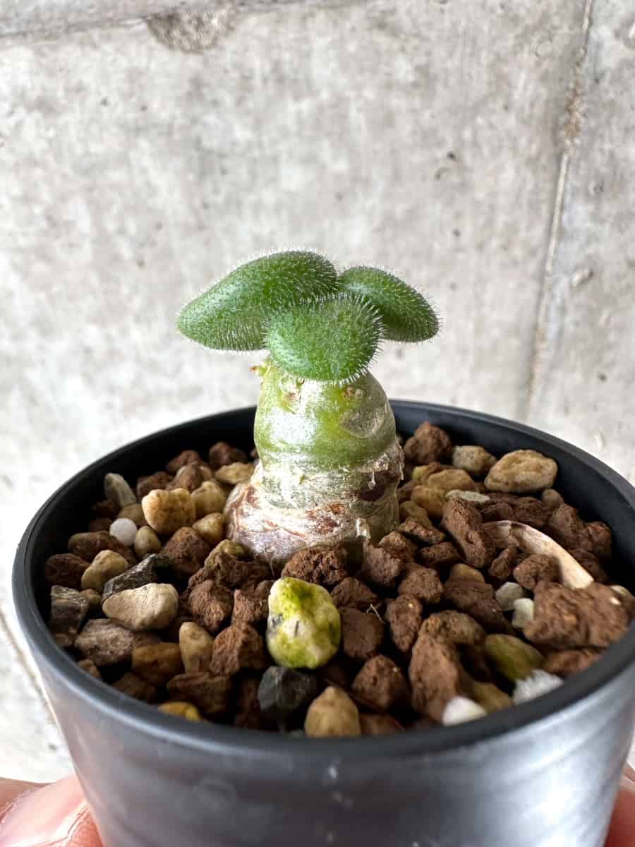 【現品限り】チレコドン・ノルティ【G4】 Tylecodon nolteei