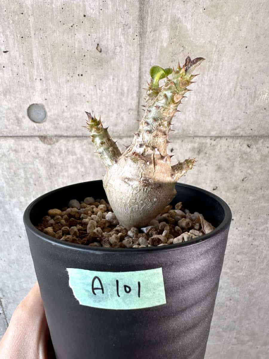 現品限り】パキポディウム・ウィンゾリー 実生【A101】 Pachypodium