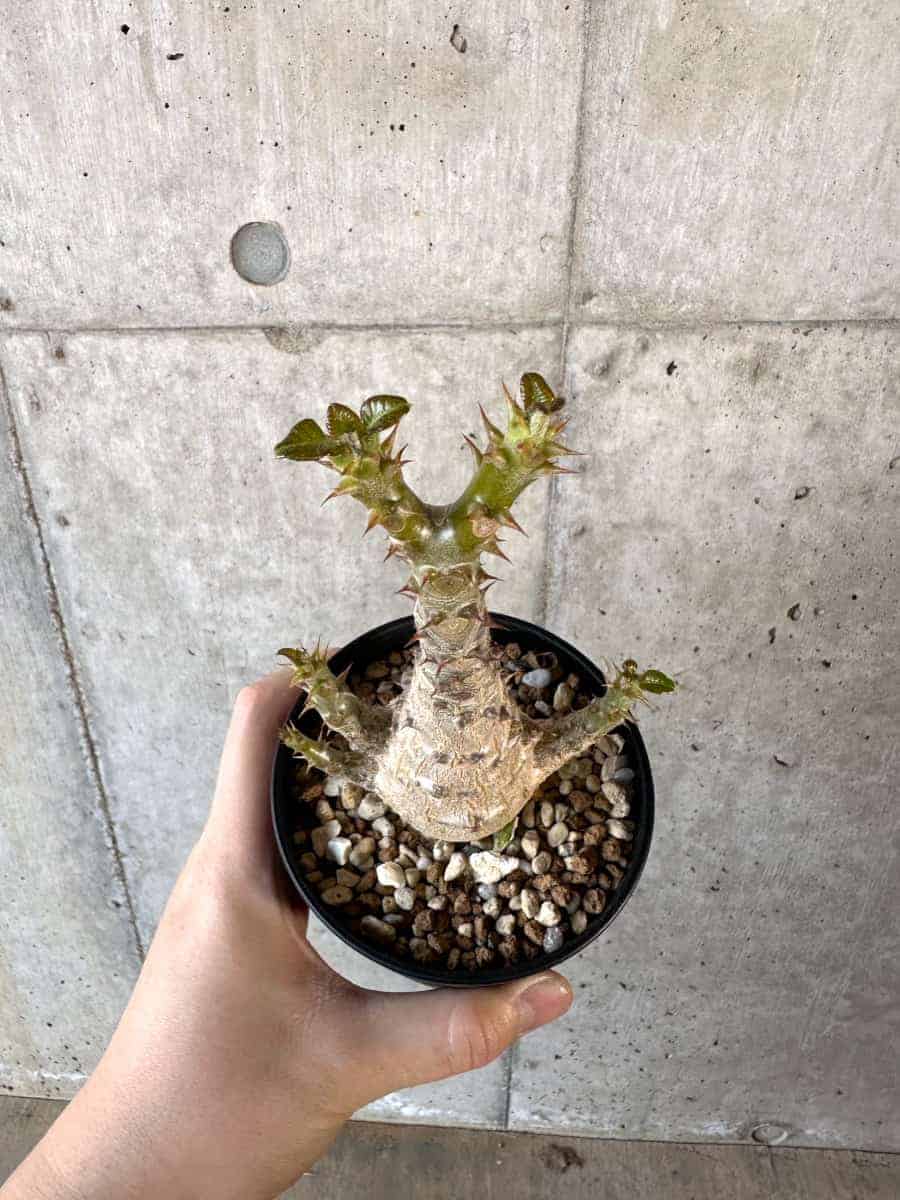 【現品限り】パキポディウム・ウィンゾリー 実生【A105】 Pachypodium windsorii
