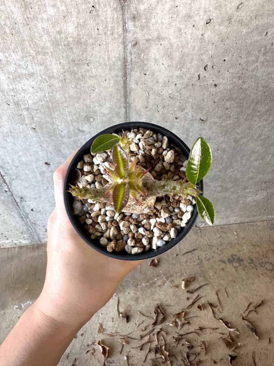 【現品限り】パキポディウム・ウィンゾリー 実生【A106】 Pachypodium windsorii