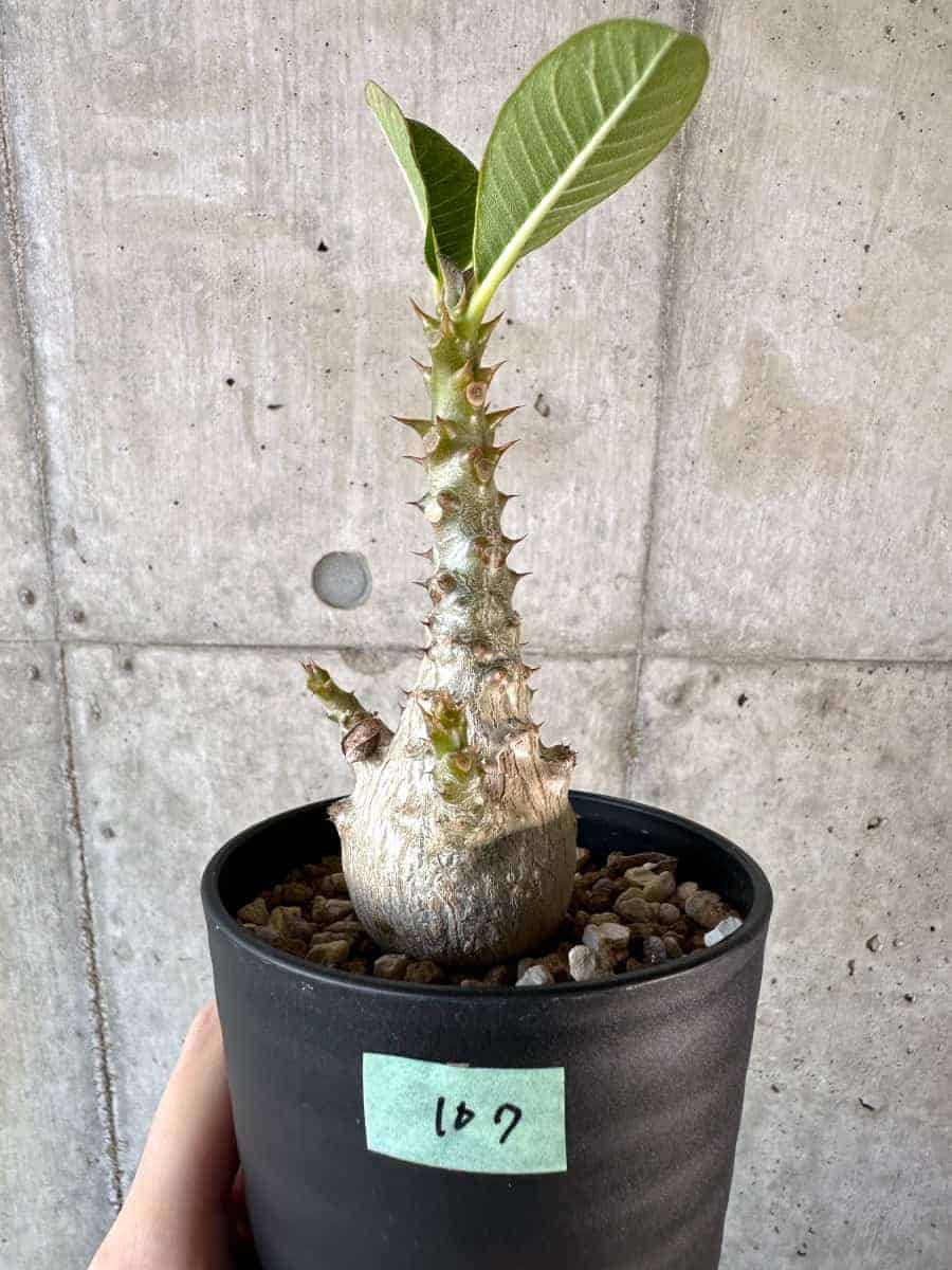 現品限り】パキポディウム・ウィンゾリー 実生【A107】 Pachypodium