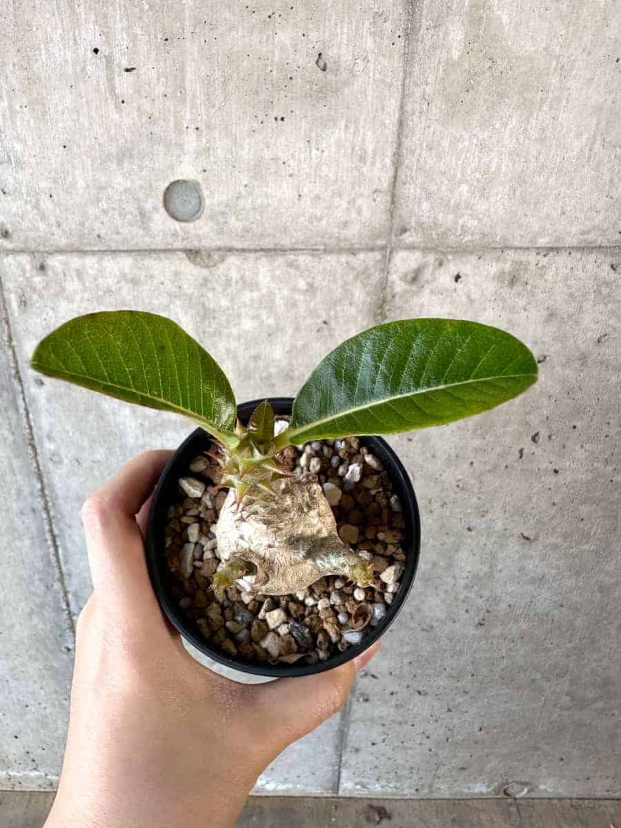 【現品限り】パキポディウム・ウィンゾリー 実生【A107】 Pachypodium windsorii