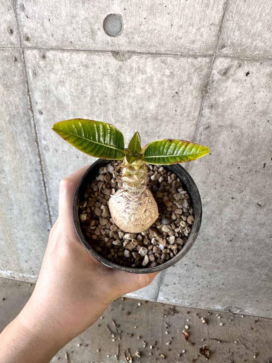 【現品限り】パキポディウム・ウィンゾリー 実生【A108】 Pachypodium windsorii