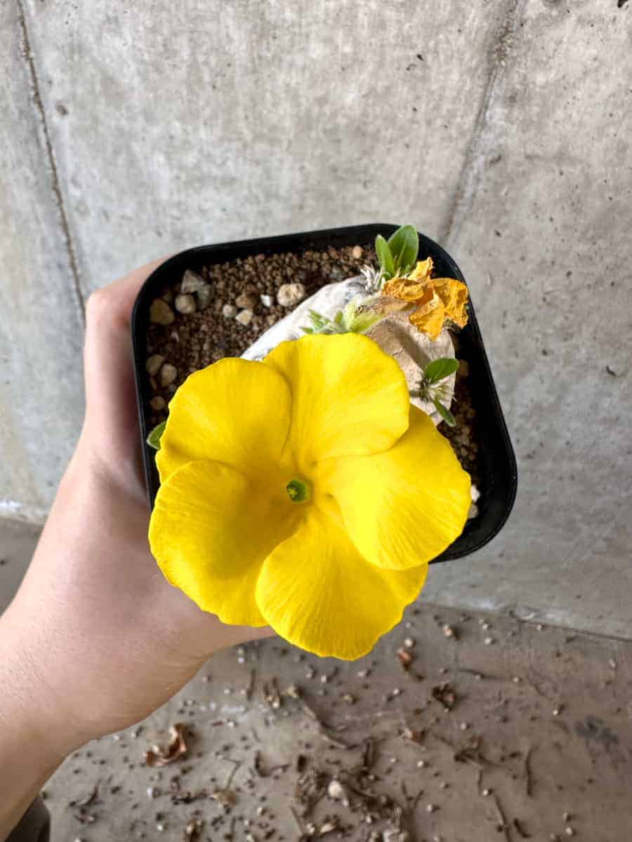 【現品限り】パキポディウム・ブレビカウレ 現地株 2年ほど管理【A109】 Pachypodium brevicaule