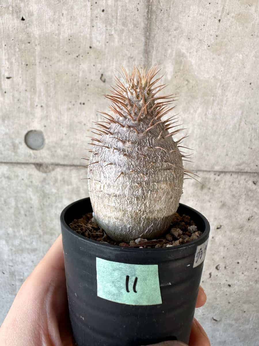 現品限り】パキポディウム・グラキリス【A11】 Pachypodium gracilius