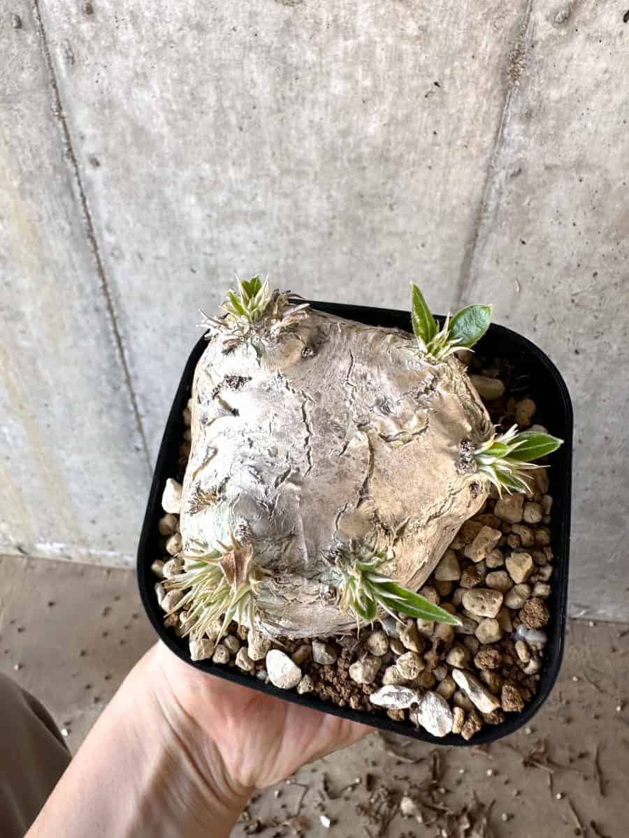 【現品限り】パキポディウム・ブレビカウレ 現地株 2年ほど管理【A111】 Pachypodium brevicaule