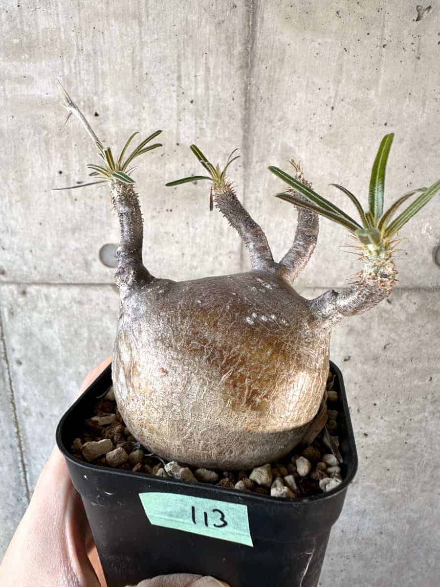 現品限り】パキポディウム・グラキリス 現地株【A113】 Pachypodium