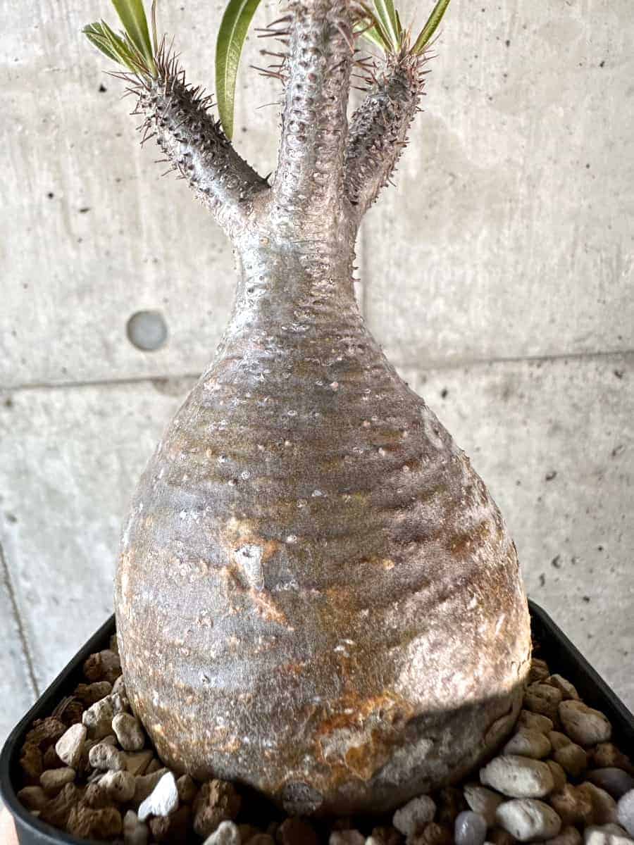 【現品限り】パキポディウム・グラキリス 現地株【A115】 Pachypodium gracilius