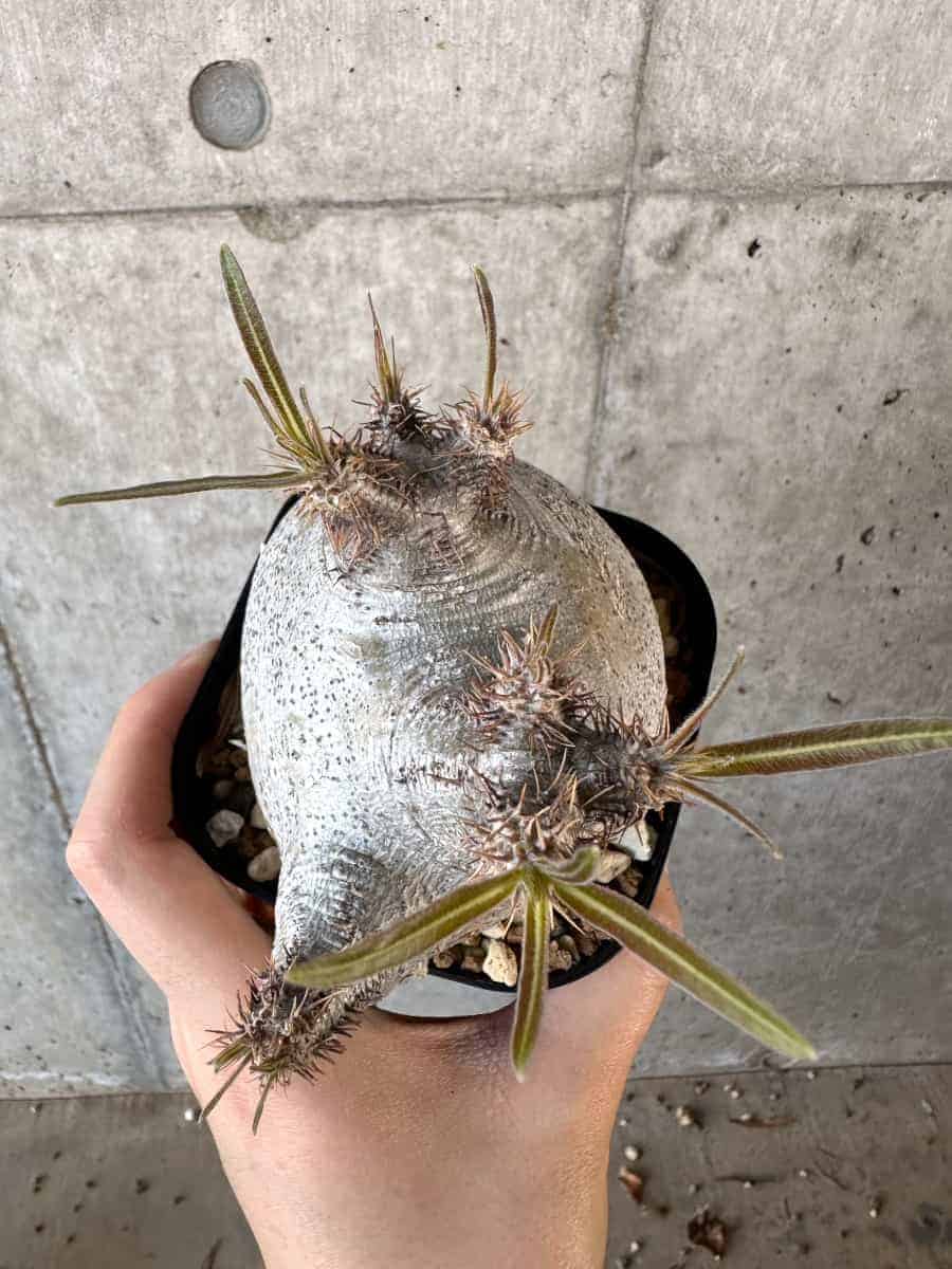 【現品限り】パキポディウム・グラキリス 現地株【A116】 Pachypodium gracilius