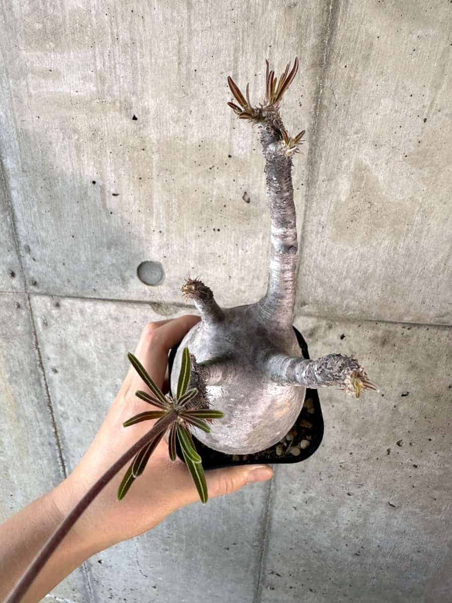 【現品限り】パキポディウム・グラキリス 現地株【A117】 Pachypodium gracilius