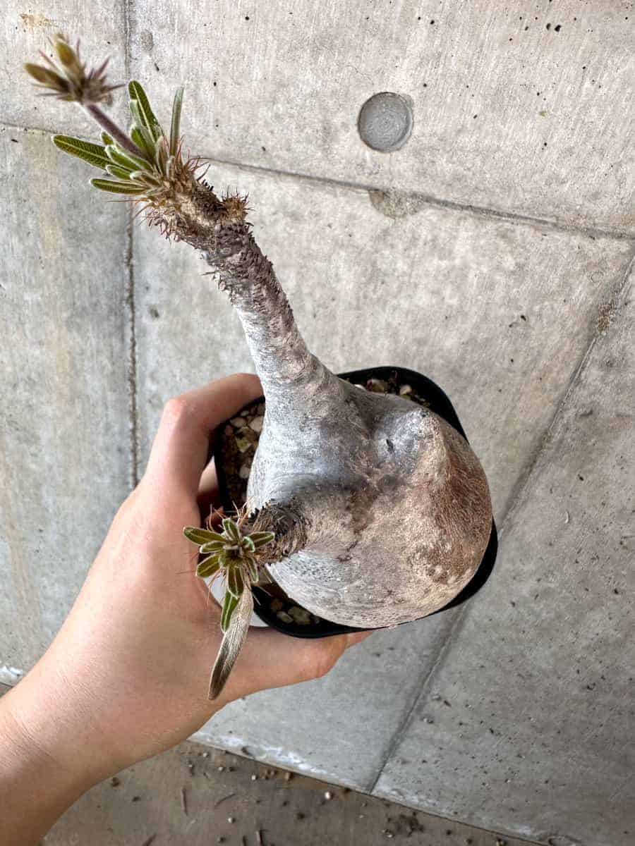【現品限り】パキポディウム・グラキリス 現地株【A118】 Pachypodium gracilius