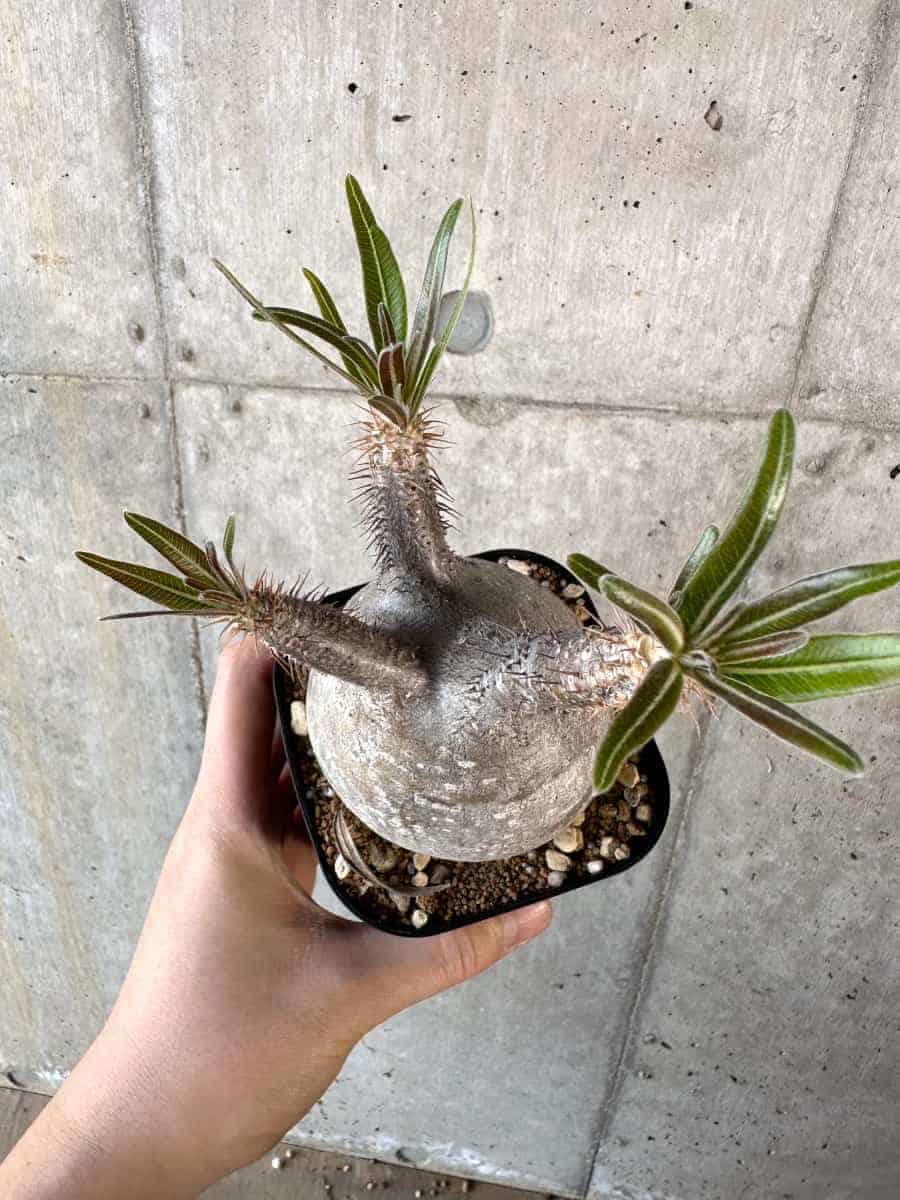 【現品限り】パキポディウム・グラキリス 現地株【A119】 Pachypodium gracilius