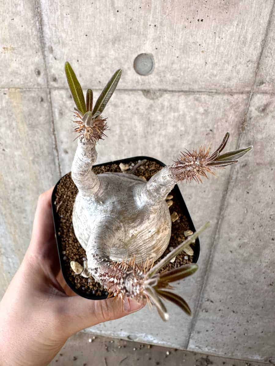 【現品限り】パキポディウム・グラキリス 現地株【A120】 Pachypodium gracilius