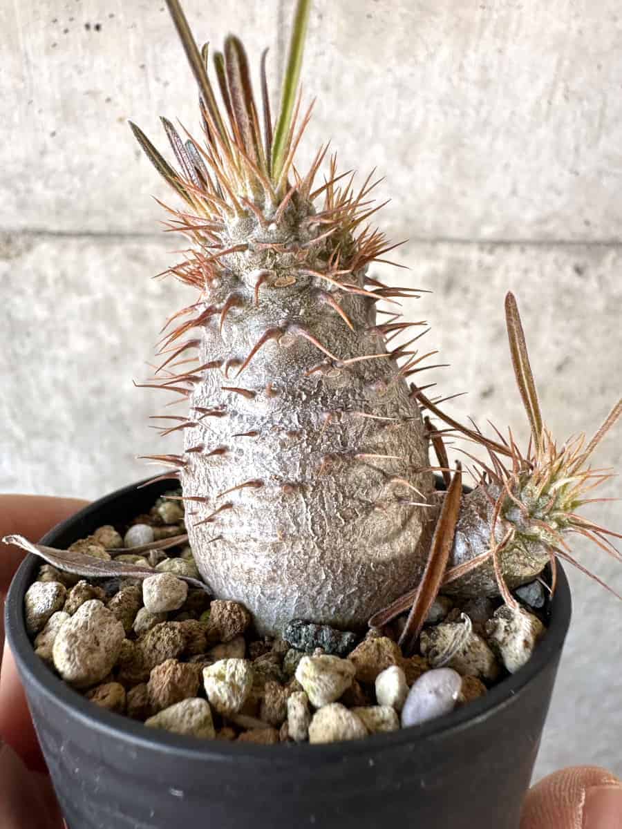 【現品限り】パキポディウム・グラキリス【A15】 Pachypodium gracilius