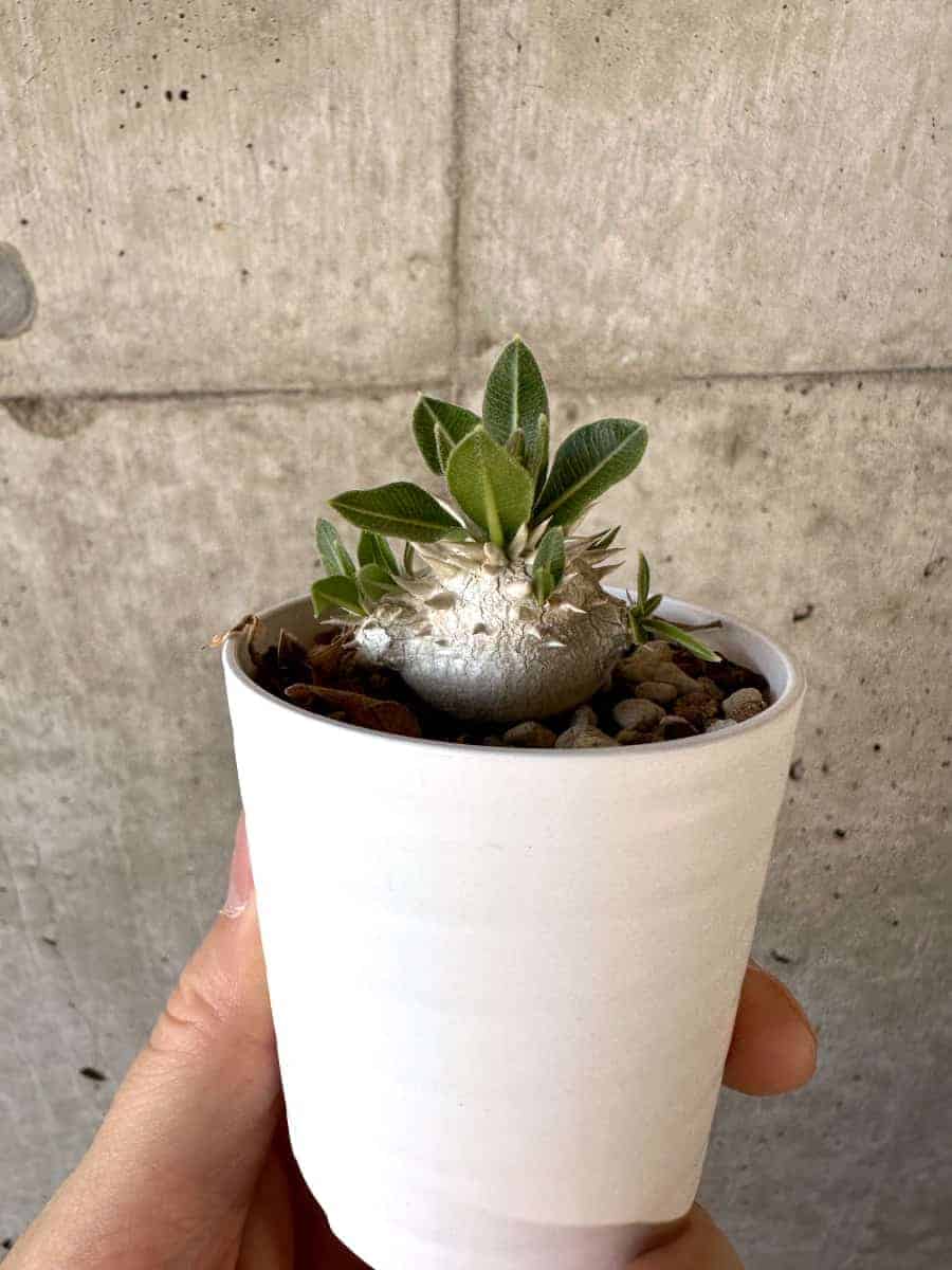 【現品限り】パキポディウム・恵比寿大黒 デンシカウレ【A16】 Pachypodium Densicaule