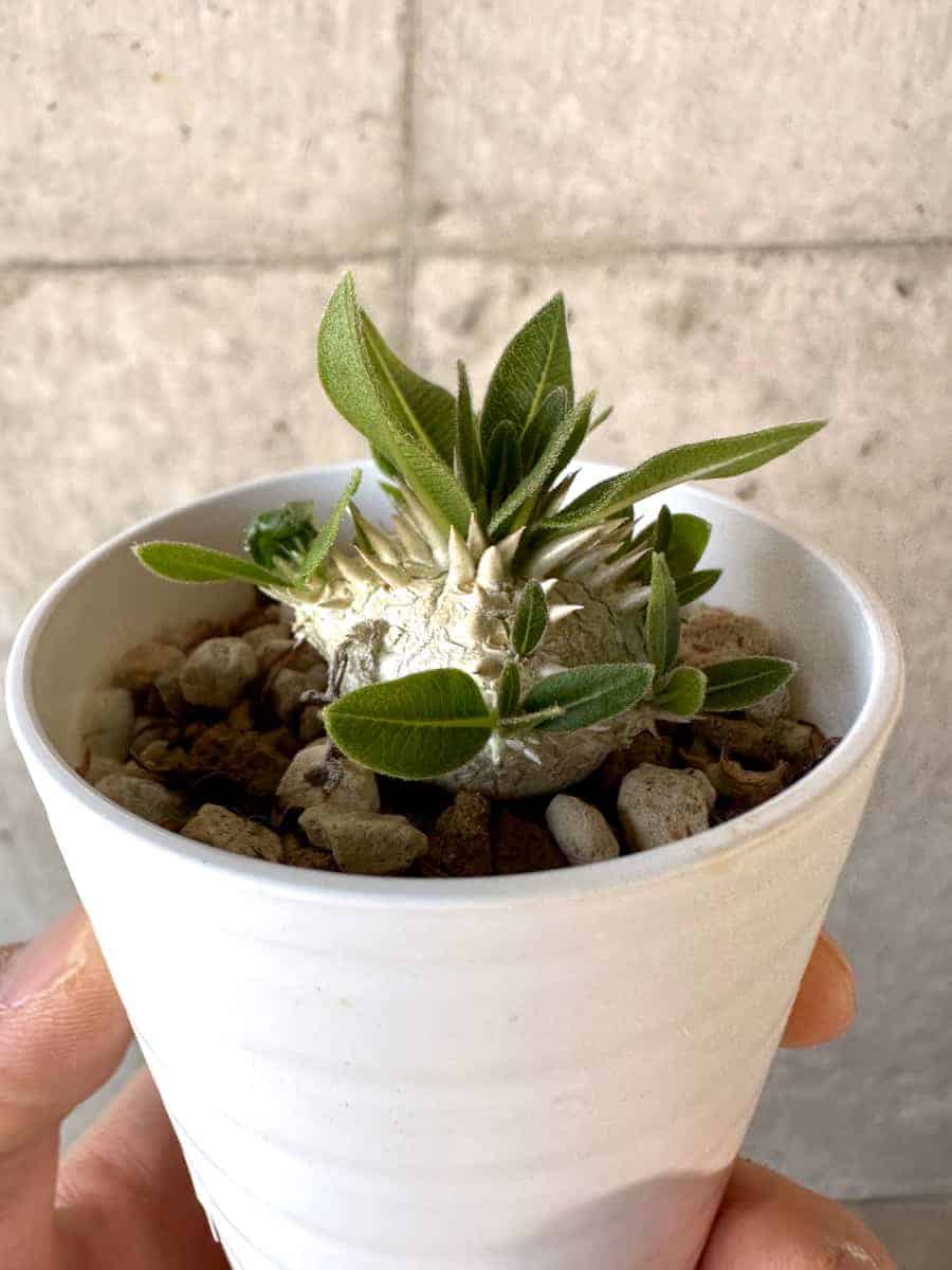 【現品限り】パキポディウム・恵比寿大黒 デンシカウレ【A17】 Pachypodium Densicaule