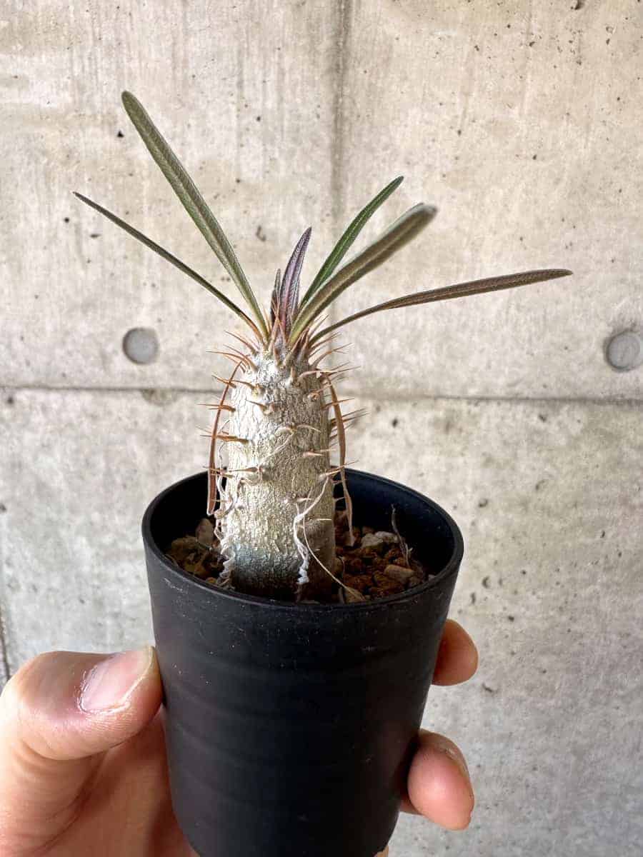 【現品限り】パキポディウム・グラキリス【A1】 Pachypodium gracilius